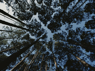 Buy View Looking up at the Tops of Loblolly Pine Trees at AllPosters.com