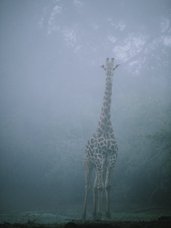 Buy A Giraffe Stands in the Early Morning Mist at AllPosters.com