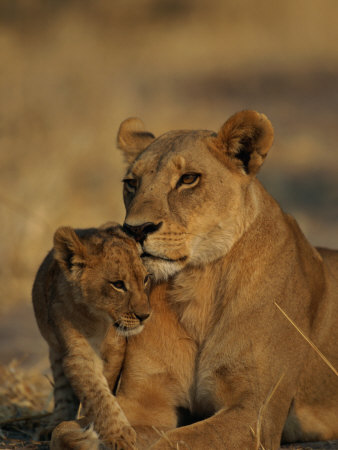 Buy African Lioness and Cub at AllPosters.com