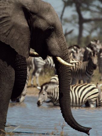 An African Elephant Drinks from a Water Hole Shared by a Herd of Plains Zebras