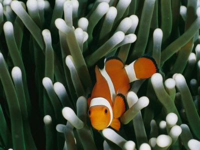 Buy A Close-View Image of a False Clown Anemonefish (Amphiprion Ocellaris) at AllPosters.com