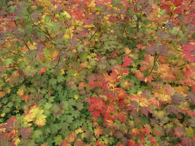 Buy Autumn Leaves at AllPosters.com