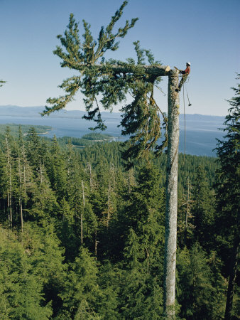 Buy A Lumberman Tops a Sitka Spruce at AllPosters.com