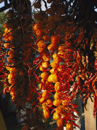 Buy Organically-Grown Peppers are Hung at the Cary Farmers Market at AllPosters.com