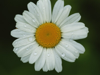 Buy Close-up of Daisy with Dew Drops at AllPosters.com