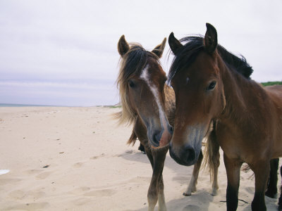 Buy Two Curious Wild Horses on the Beach at AllPosters.com