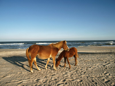 Buy Two Chincoteague Ponies Stand Close Together on the Beach at AllPosters.com