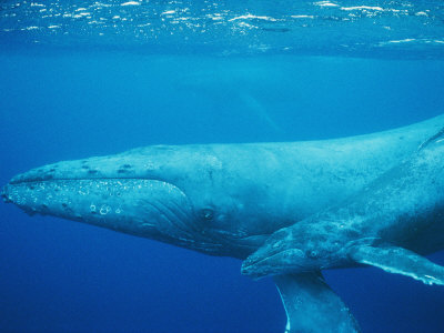 Buy An Adult and Juvenile Humpback Whale Glide Through the Water at AllPosters.com
