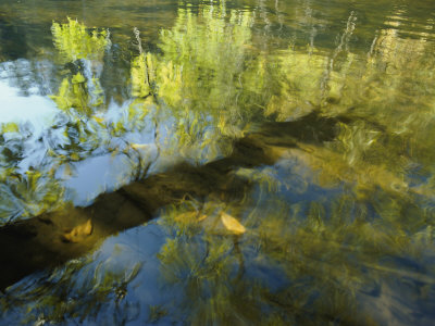 Buy Trees Reflected in the Water at AllPosters.com