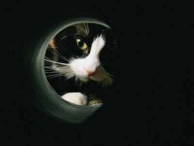 Buy Close View of a Cat Looking Through a Tunnel at AllPosters.com