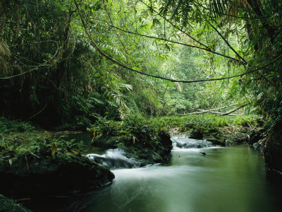 Buy A Woodland Stream Winding Through a Burmese Jungle at AllPosters.com