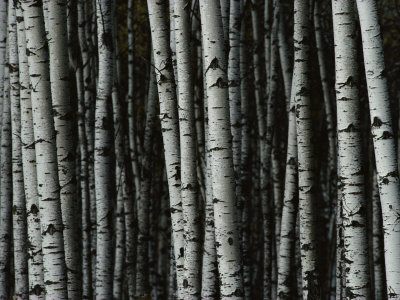 A Forest of White Birch Trees