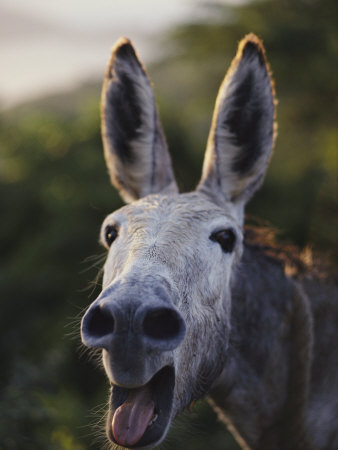 Buy Close View of a Braying Donkey at AllPosters.com