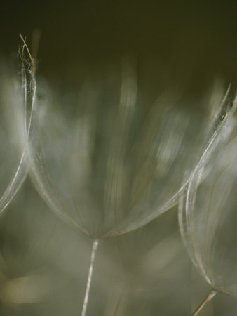 Buy A Close View of a Dandelion Seed at AllPosters.com