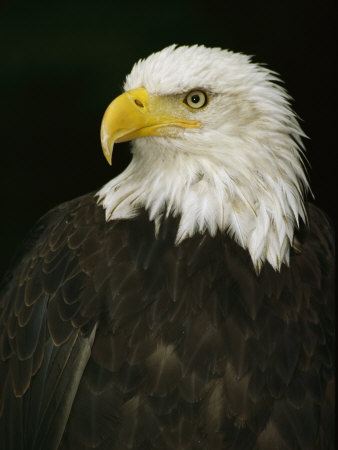 Portrait of an American Bald Eagle