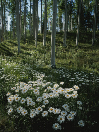 Buy A Cluster of Daisies and Aspen Trees Outside of Telluride, Colorado at AllPosters.com