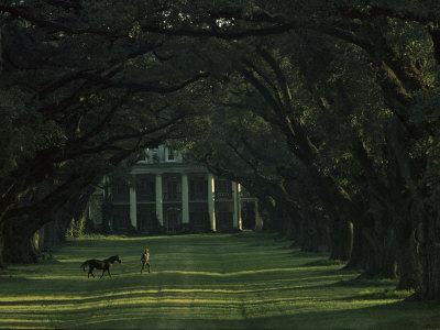 Buy A Man Leads His Horse at Oak Alley, an Antebellum Sugar Plantation at AllPosters.com