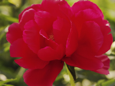 Close View of a Red Peony Blossom