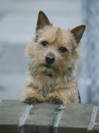 Buy A Norwich Terrier Looks over a Brick Wall at AllPosters.com