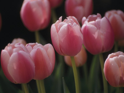 Buy Close View of Tulips Blooming in the Chicago Botanic Garden at AllPosters.com