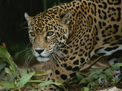 Buy A Close View of a Captive Jaguar, Panthera Onca at AllPosters.com