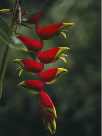 Buy Close View of the Blossoms of a Heliconia Bird of Paradise Plant at AllPosters.com