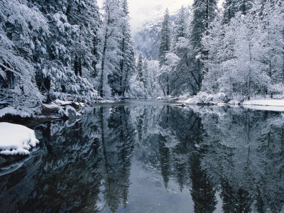 Buy Snow-Covered Trees Reflected on the Surface of the Merced River at AllPosters.com