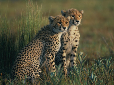 Buy A Portrait of a Pair of Juvenile African Cheetahs at AllPosters.com