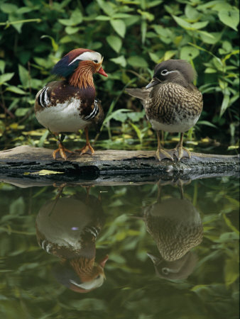 Male and Female Mandarin Ducks on a Log