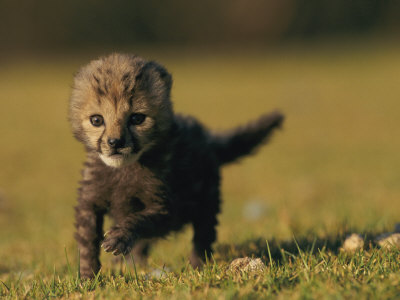 Buy View of a Rare King Cheetah at AllPosters.com