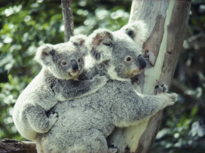 A Koala Bear Hugs a Tree While Her Baby Clings to Her Back