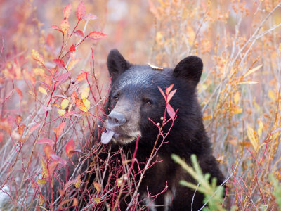 A Black Bear Eats a Blueberry While Adding Weight for Hibernation Poster