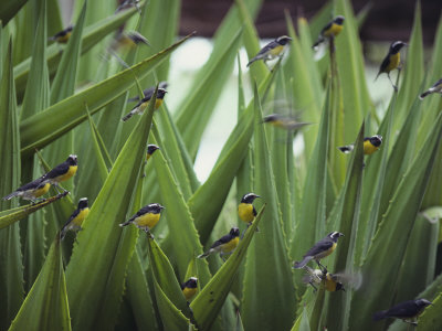 Buy A Flock of Bananaquit Birds Perched on Aloe Leaves at AllPosters.com