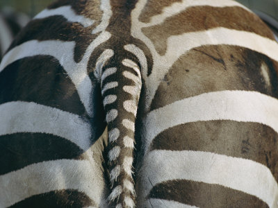 Buy Close View of a Grants Zebras Rear End at AllPosters.com