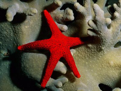 A Brilliant Red Starfish Rests on a Coral