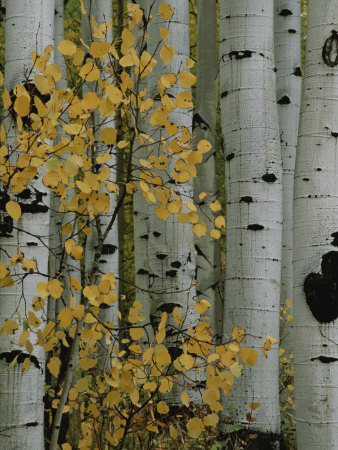 Autumn Foliage and Tree Trunks of Quaking Aspen Trees in the Crested Butte Area of Colorado