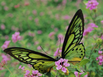 Buy A Captive Birdwing Butterfly Lands on a Pink Flower at AllPosters.com