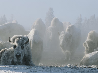 A Frost-Covered Herd of American Bison Brave the Freezing Winter Weather