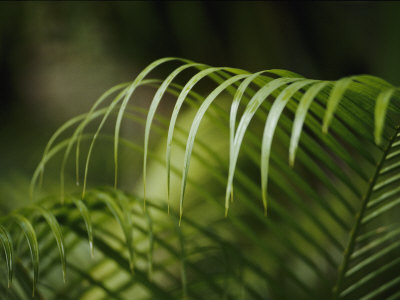 Close View of the Curling Palm Fronds