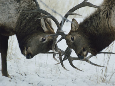 Buy Two Bull Elk Lock Antlers in Confrontation at AllPosters.com