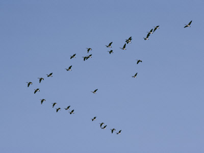 Buy Forming a Huge V, Canada Geese Migrate South at AllPosters.com