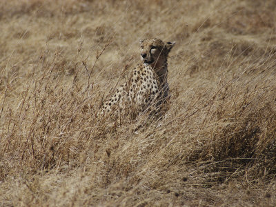 Buy A Camouflaged Cheetah Sits Alone in a Field of Tall Grass in Serengeti National Park at AllPosters.com