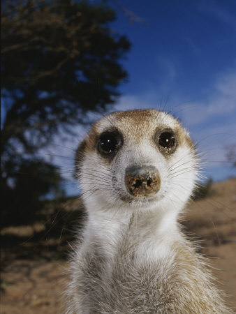 Buy A Close View of an Adult Meerkat (Suricata Suricatta) at AllPosters.com