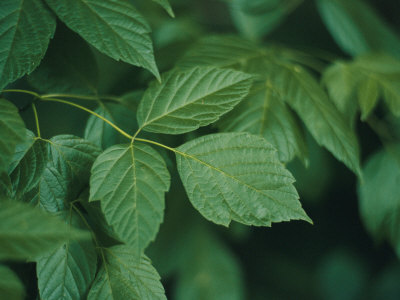 Buy Green Leaves at AllPosters.com