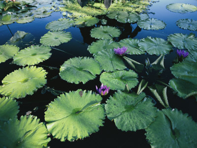 Buy Lilies in a Pond at AllPosters.com
