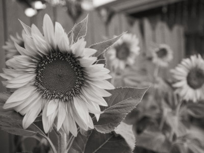 Buy A Black and White Photograph of a Sunflower at AllPosters.com