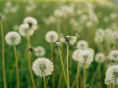 Dandelion Heads in a Field Near Walton, Nebraska