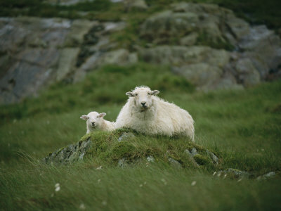 Buy A Ewe and Her Lamb Resting on a Small Mound at AllPosters.com