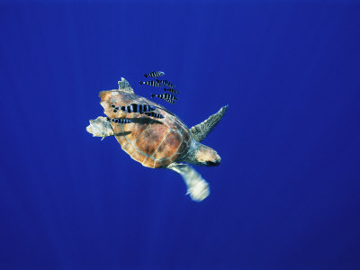 Buy A Swimming Sea Turtle Flanked by Fish at AllPosters.com
