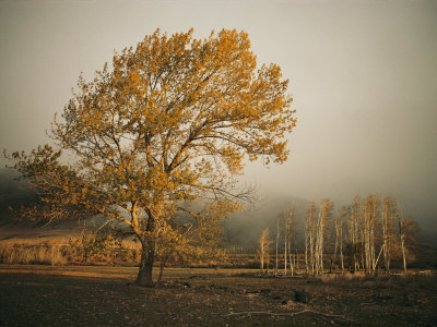 Buy Golden Sunlit Tree in the Mist at AllPosters.com